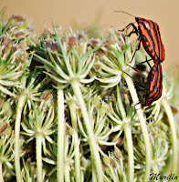 Graphosoma lineatum italicum 