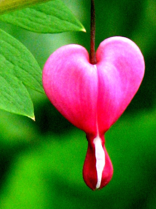 Nitands: Bleeding Heart Flower