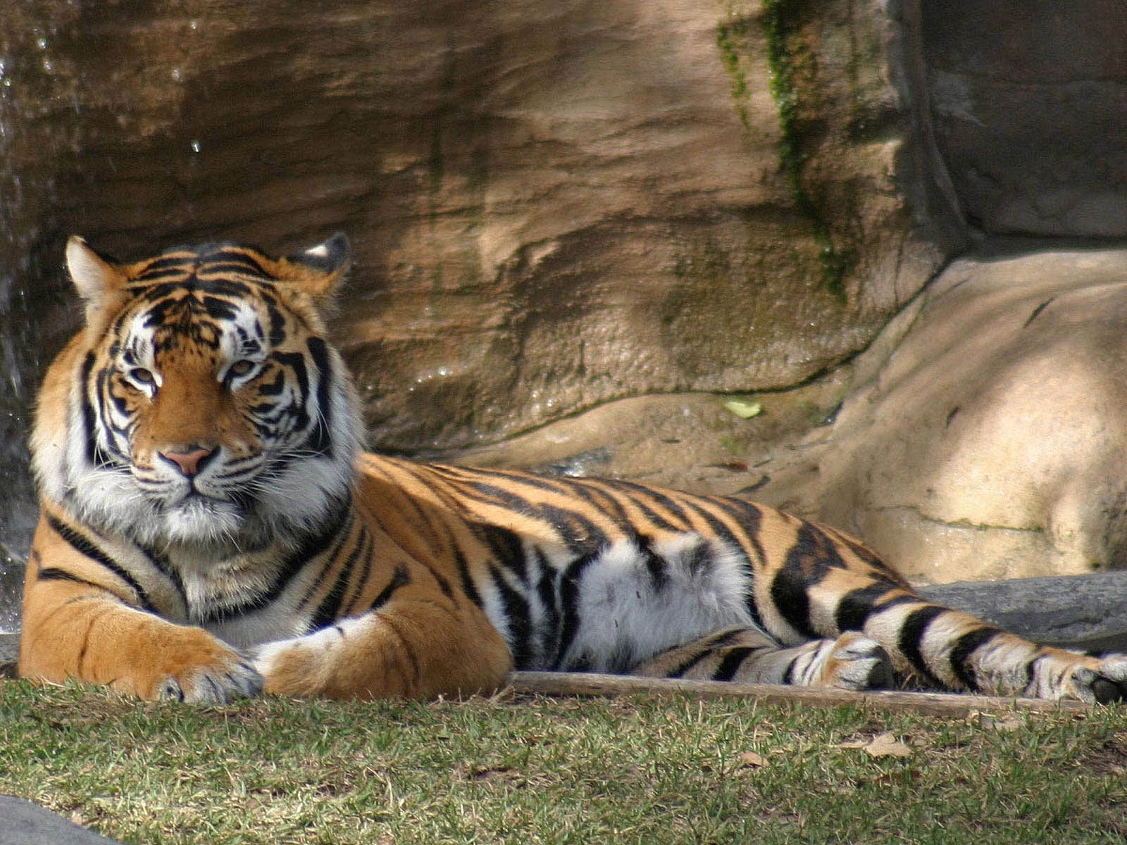 Lion and Tiger Breed