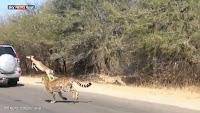 فيديو...ظبي يحتمي من الفهد الصياد بالسائحين