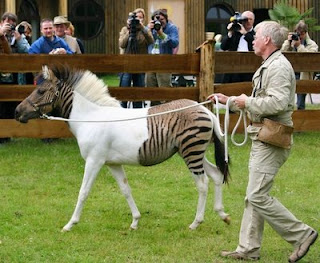 Eclyse Is The Most Unique Zebra Horse In The World