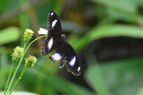 Hypolimnas bolina
