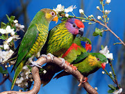 Animals Wallpapers (birds wallpaper desktop )
