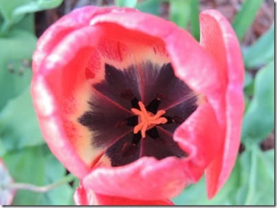 spring2013 006