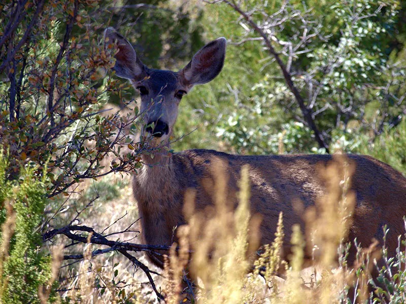 Mule deer on the trail