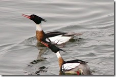 bayoffundy.ca-SEABIRDS 40 Good reasons to protect the Bay of Fundy.pdf - Adobe Acrobat Professio