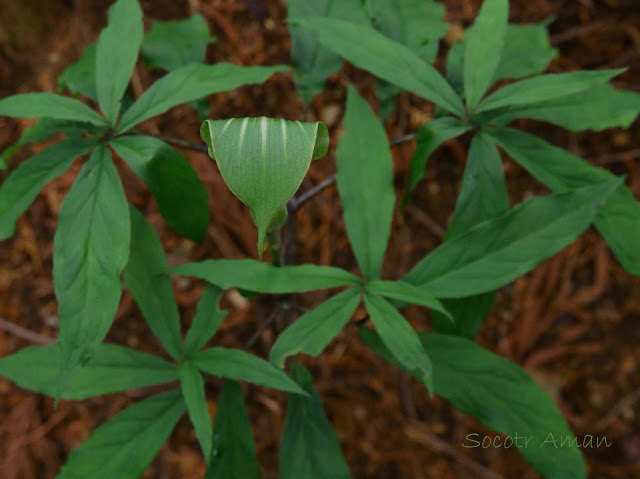 Arisaema angustatum