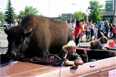 Buffalos Can Also Be Amazing House Pet Seen On  www.coolpicturegallery.us