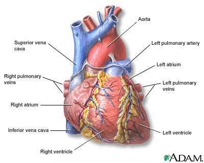 human circulatory system heart. hairstyles human circulatory