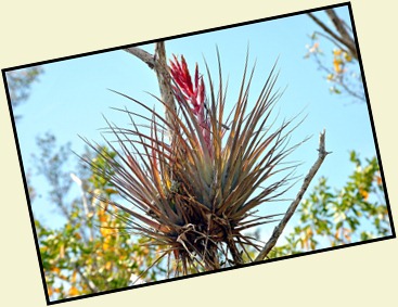 11c - Bromelaids in the buttonwoods