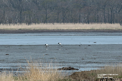 ヒナ2羽連れて干潟に出てきたタンチョウ ≪Red-crowned Crane≫