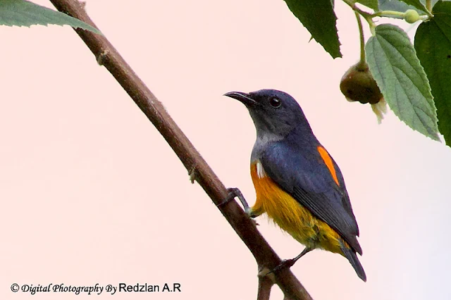 Orange-bellied Flowerpecker