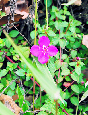 Flores bonitas del campo (Pequeña, pero hermosa)