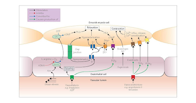 Regulation Of The Vasculature By The Endothelium