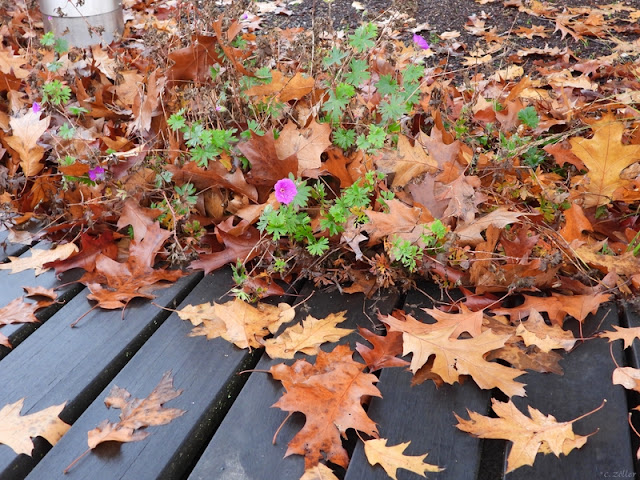 En och annan blomma fortfarande här och var.