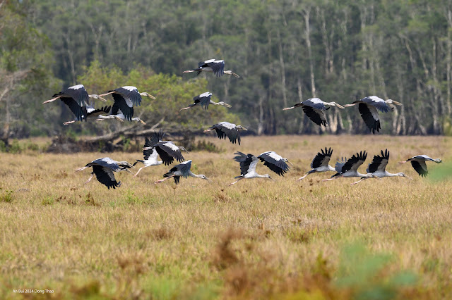 An Bui 2024 Dong Thap - Asian Openbill (Cò nhạn, Cò ốc)