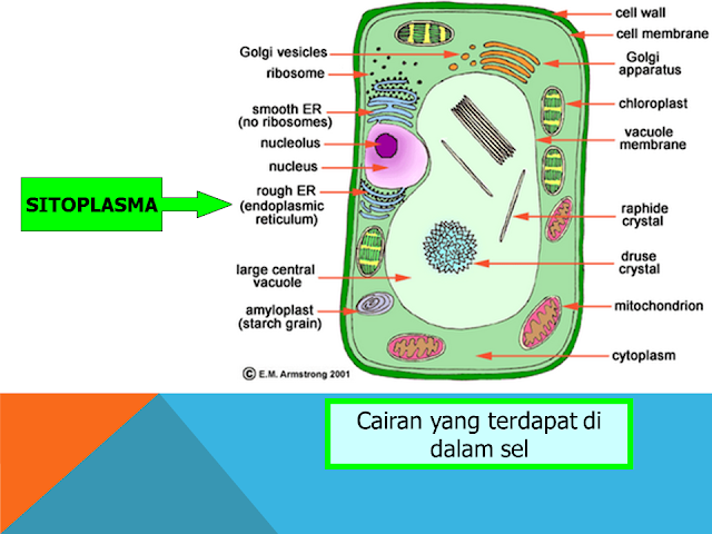 Sitoplasma