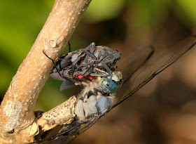 A Blue Dasher dragonfly eating a Spotted Lantern Fly.