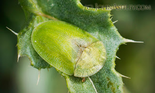 Adult Thistle Tortoise Beetle (c) John Ashley