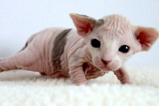 sphynx cat information pets kitten animal domestic gatto