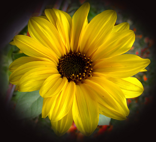 Read on to learn some common Japanese flowers Japanese Sunflower