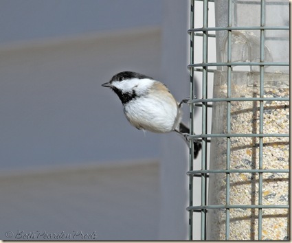 Bird blog