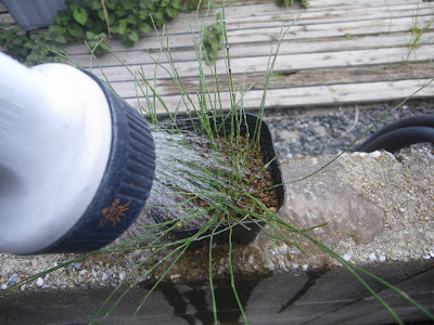 植え付け　水遣り