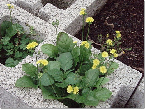 clip_image001