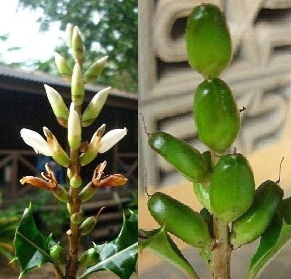 BUAH JERUJU/ SEA HOLLY FRUITS / FRUITS OF ACANTHUS 