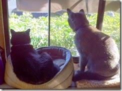 Missy, KC keeping watch