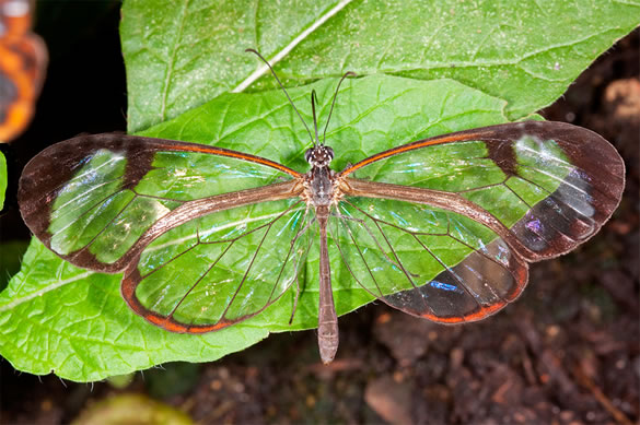 As borboletas se destacam por suas cores variadas e chamativas, e também pela combinação de formas que a natureza cria em suas asas. Normalmente é assim, mas não no caso da Greta oto. Essa  é uma rara espécie de borboleta, que se destaca justamente pela ausência de cor em grande parte de suas asas.  