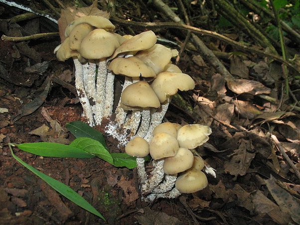 Mushroom training center Bangalore | Mushroom farming training in Karnataka | Mushroom course | Mushroom webinar 