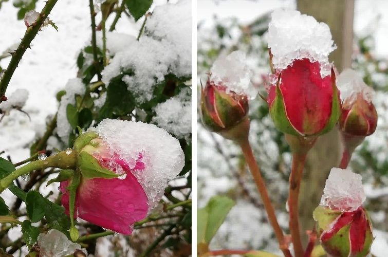 Rosen im Schnee