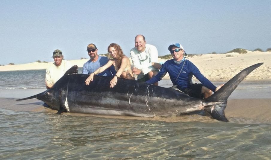 International Fishing News: MOZAMBIQUE: a 1,018 lb black marlin caught off  Bazaruto