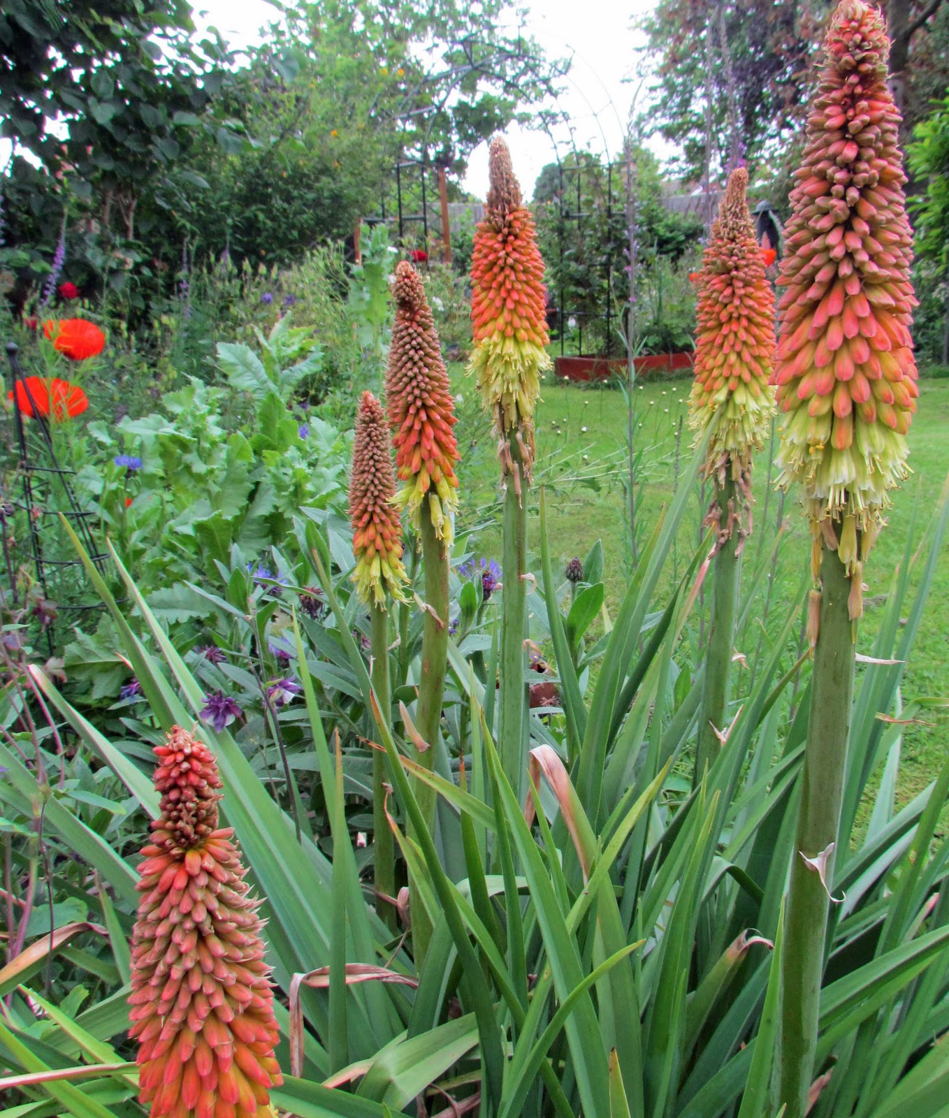 Tall Landscaping Plants