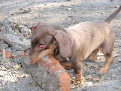 Strong Dachshund Seen On www.coolpicturegallery.us