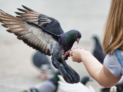 foto de paloma con niña