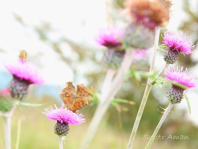 Polygonia c-aureum