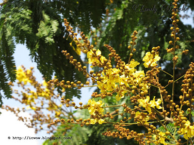 Yellow flametree - Peltophorum pterocarpum