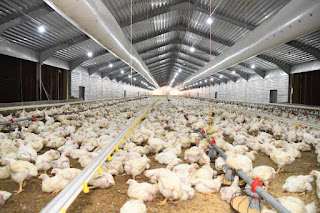 الداودي يعلن عن طرح 40 ألف دجاجة ومنتجاتها بأسعار مخفضة بقنا