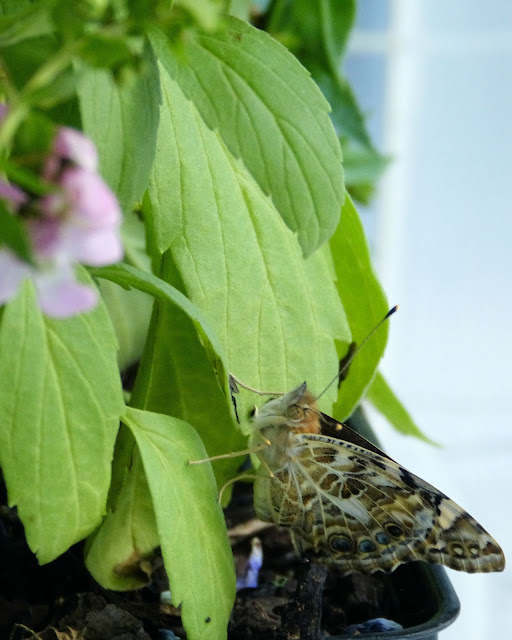 Bye-bye Butterfly: raising and releasing painted lady butterflies with Paula's Preschool and Kindergarten