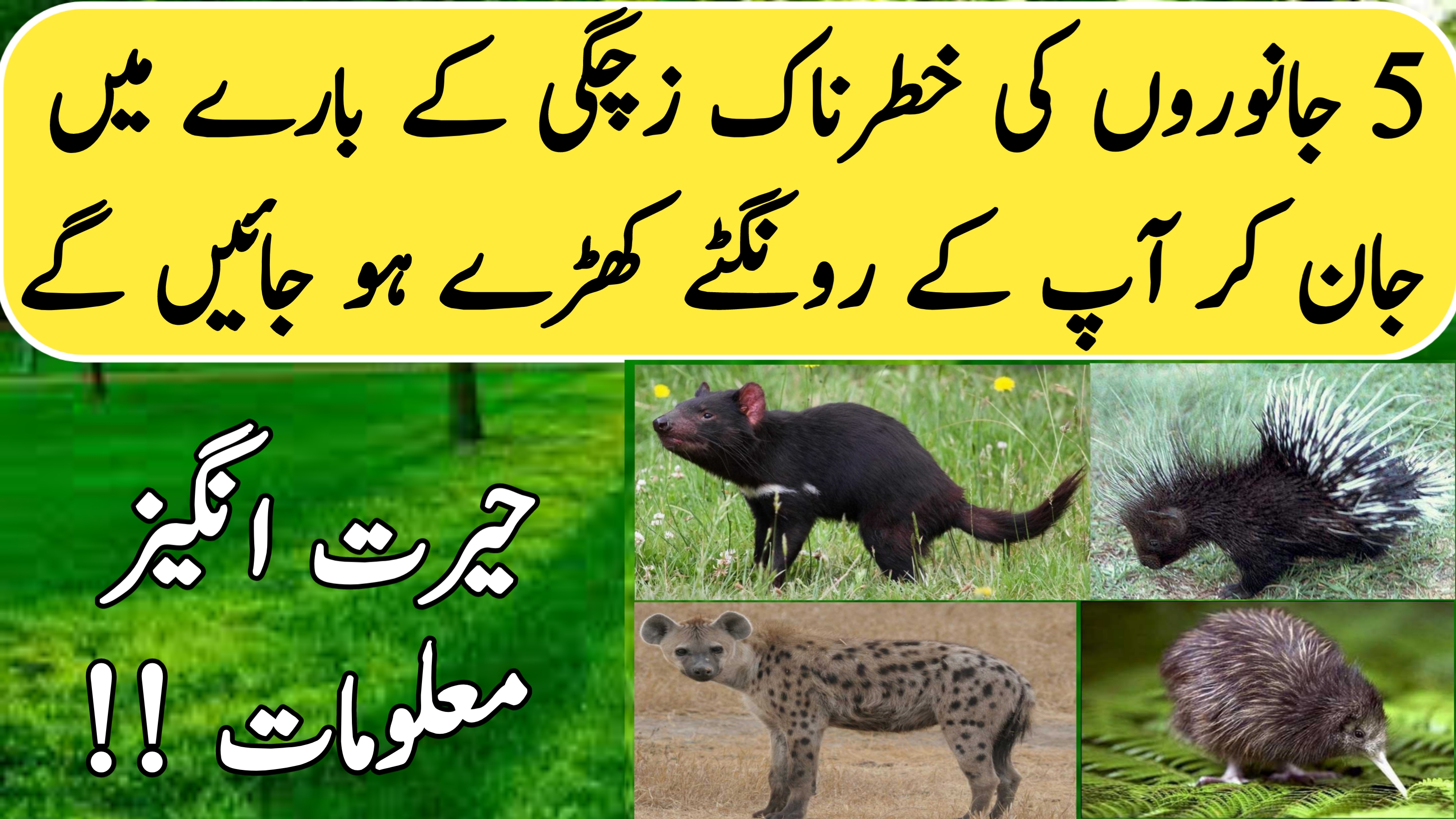 Five animals whose motherhood is very dangerous||Animals Facts