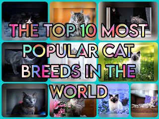 The Top 10 Most Popular Cat Breeds in the World | TOP 10 REAL