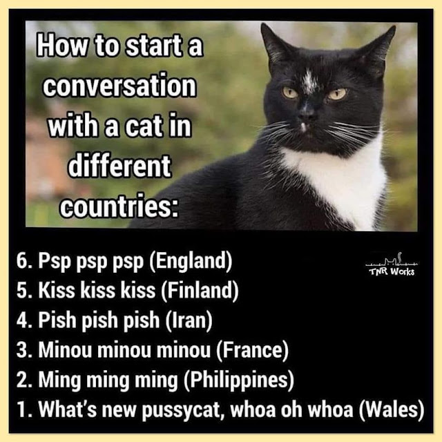 How to start a conversation with a cat in different countries