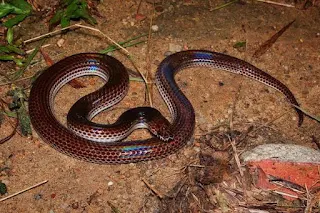 Xenopeltis unicolor