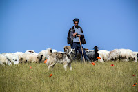 Shepherd King - Photo by POOYAN ESHTIAGHI on Unsplash