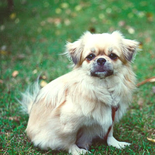 Tibetan Spaniel Puppies Picture