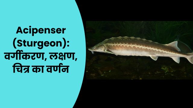 Acipenser (Sturgeon): वर्गीकरण, लक्षण, चित्र का वर्णन|in hindi