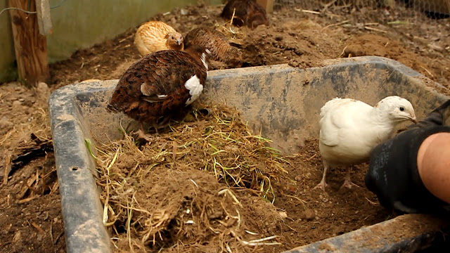 organic gardening using quail for pest control