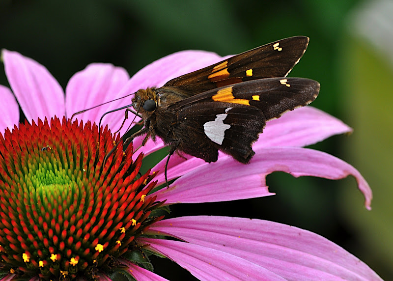 butterfly gathering pollen in Coneflower